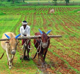 India_Farming